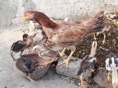 Aseel chiks for Sale