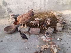 Aseel chiks mianwali available 0