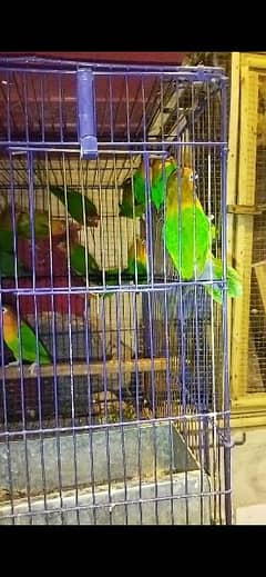 lovebirds pairs for sale 0