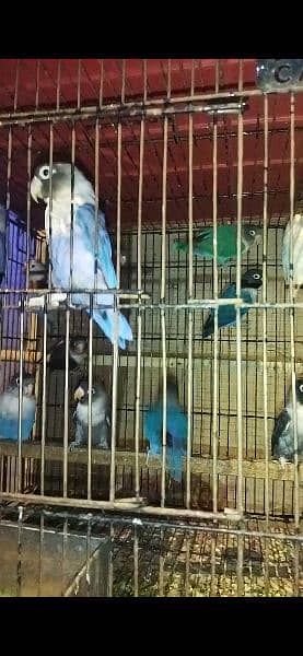 lovebirds pairs for sale 1