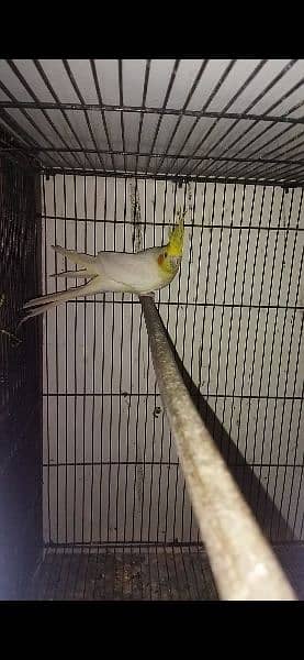 lovebirds pairs for sale 3