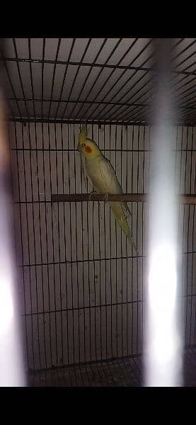 lovebirds pairs for sale 4