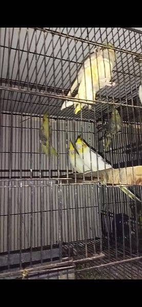 lovebirds pairs for sale 5