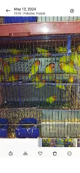 lovebirds pairs for sale 6