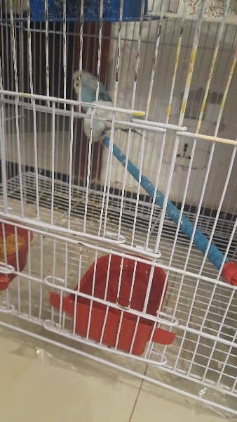 sale cage with parrots free 1