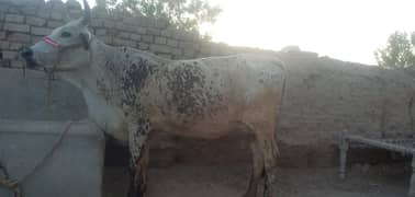 Cholistani Cross Cow