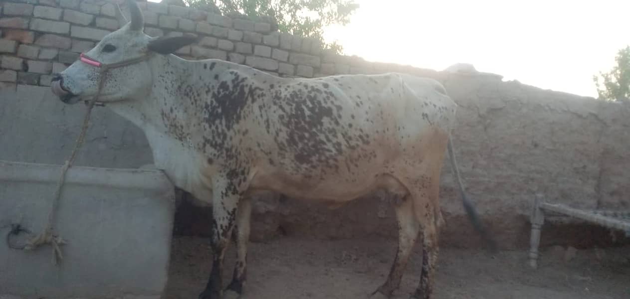 Cholistani Cross Cow 1