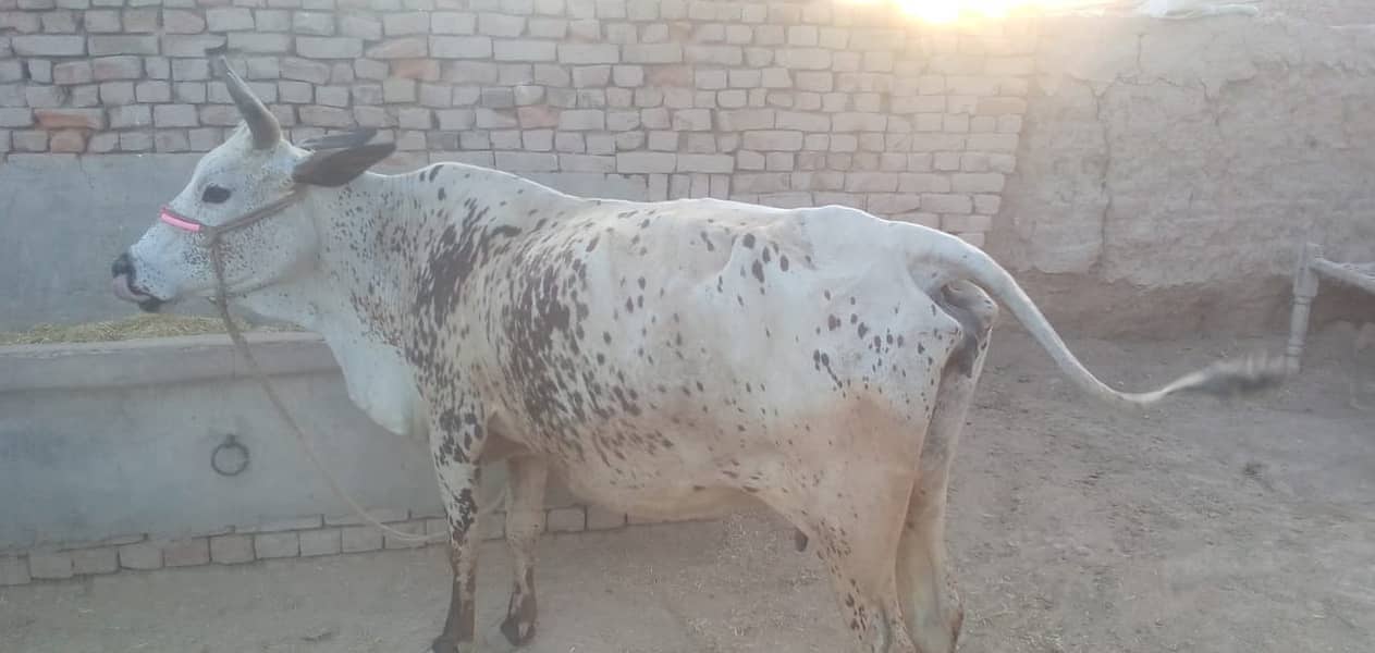 Cholistani Cross Cow 2