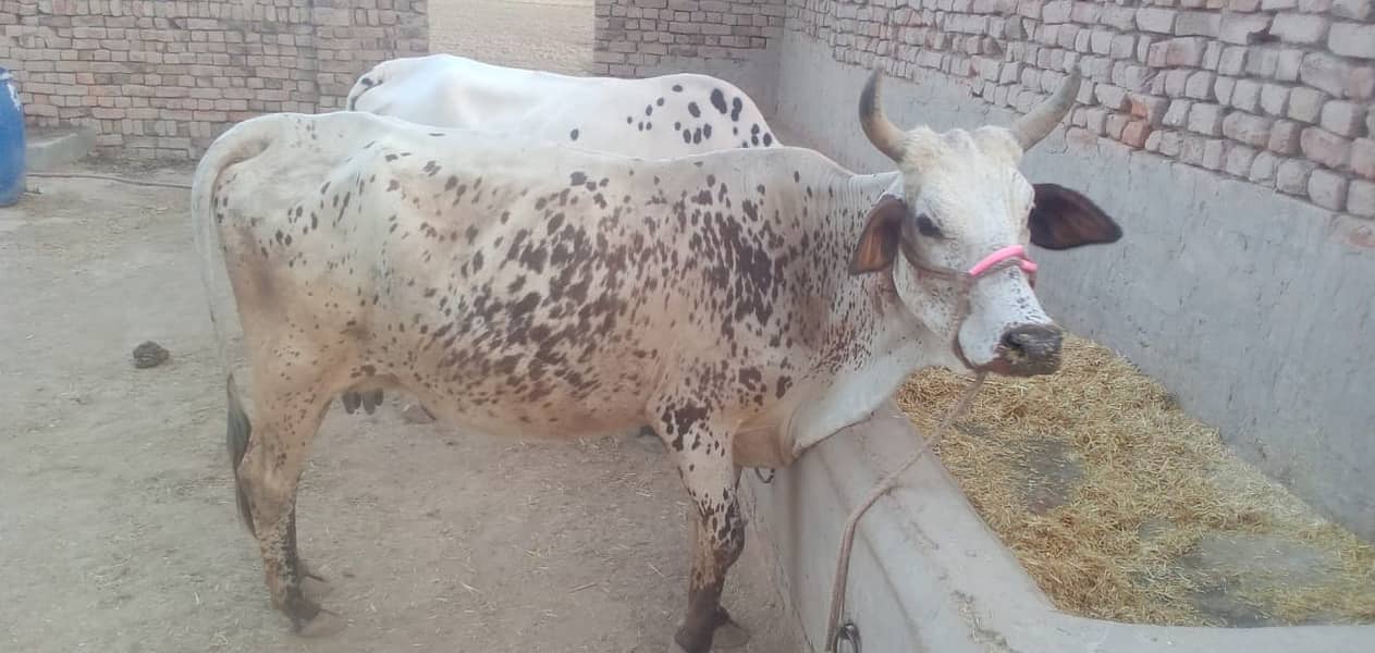 Cholistani Cross Cow 3