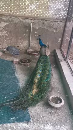 Peacock for sale 0