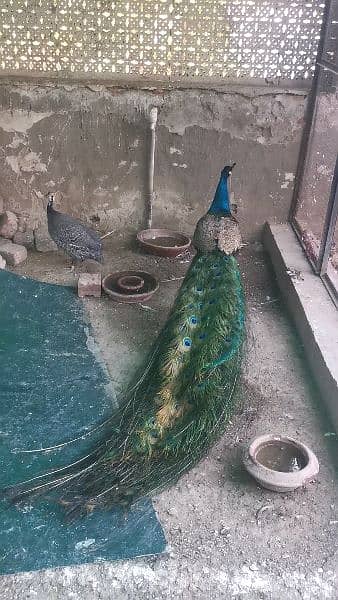 Peacock for sale 2