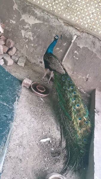 Peacock for sale 3