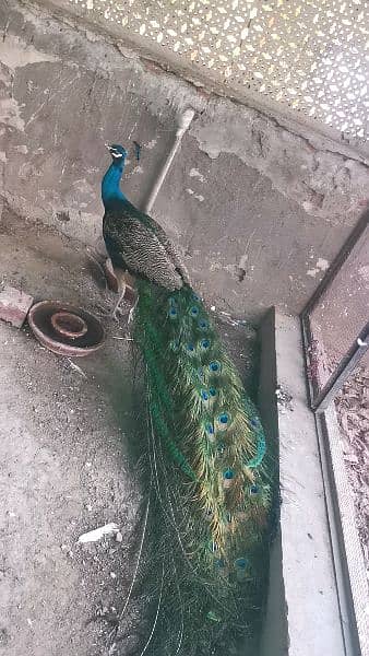 Peacock for sale 4