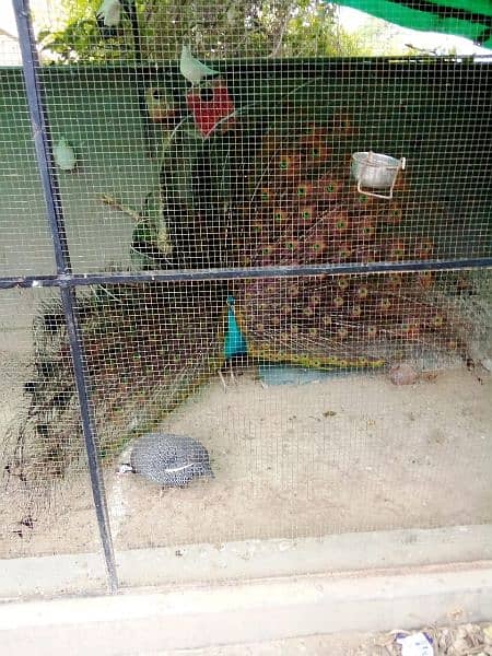 Peacock for sale 5