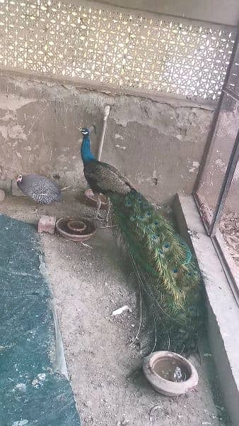 Peacock for sale 6