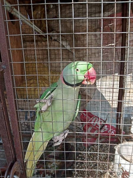 raw parrot 1