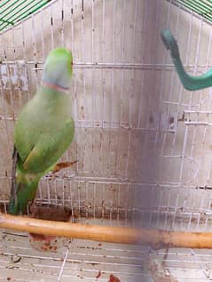 parrot 0