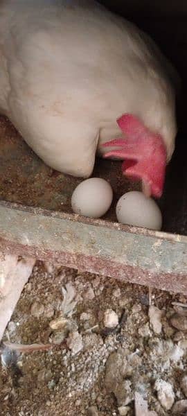 Leghorn fresh & fertile eggs  صرف انڈے 10