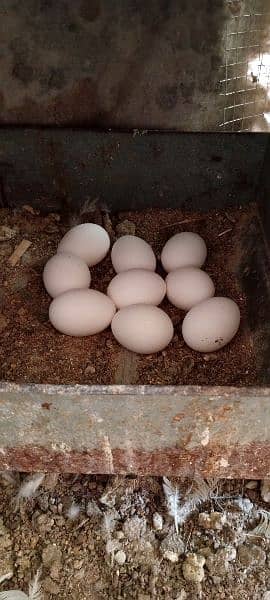 Leghorn fresh & fertile eggs  صرف انڈے 11