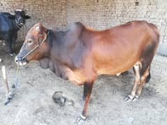 cow for sell