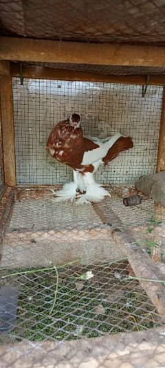 Red magpie male for sale. possible exchange female k Sath. 03026566623