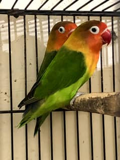 3 green fishers breeder pairs available 0