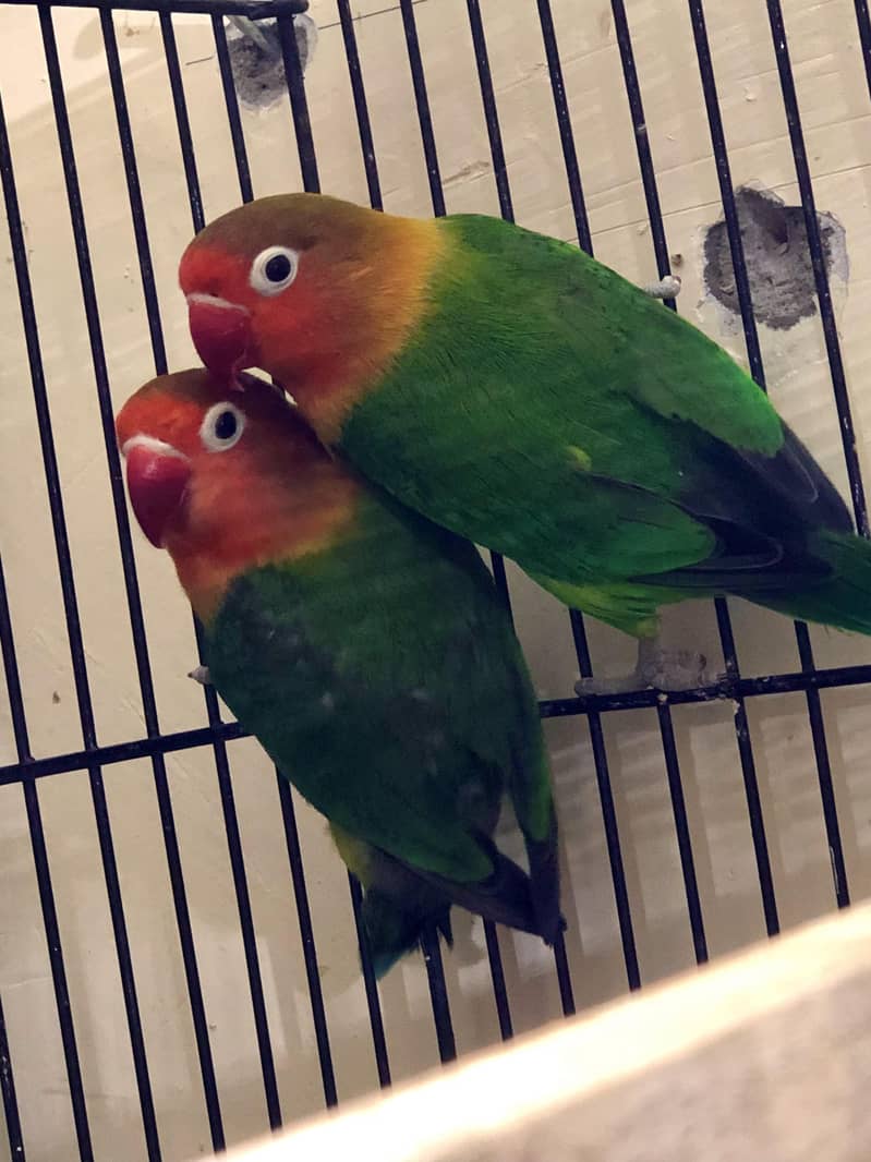 3 green fishers breeder pairs available 2