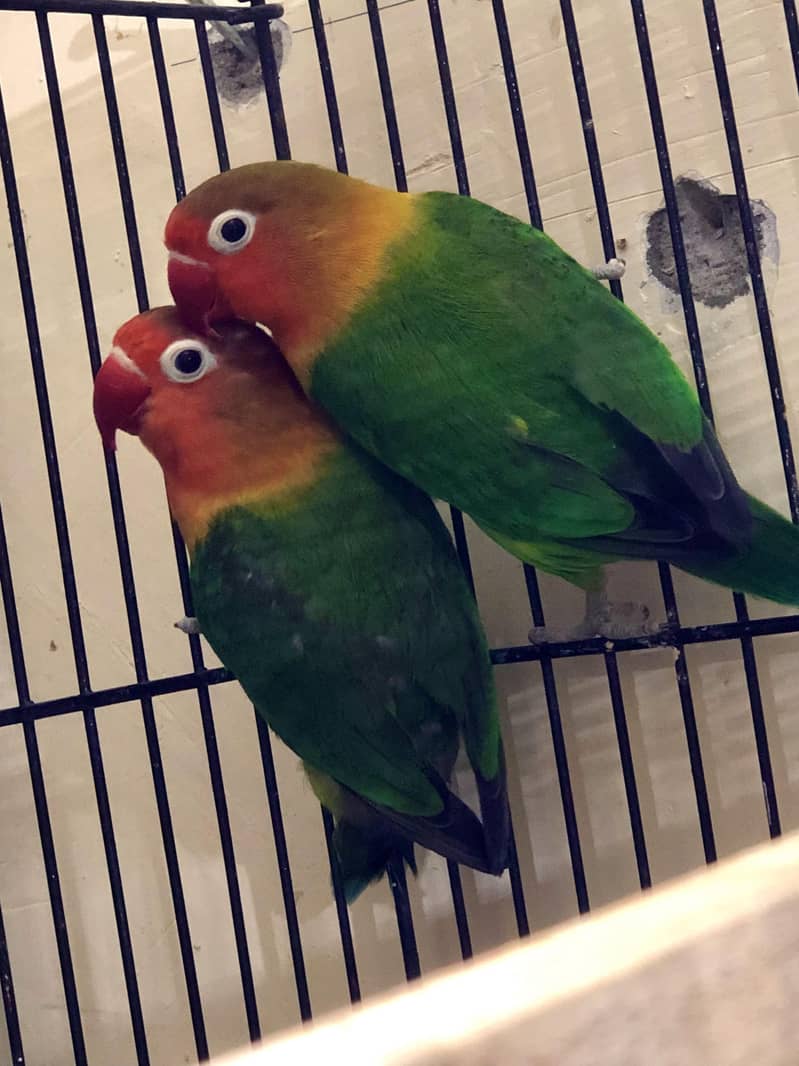 3 green fishers breeder pairs available 3
