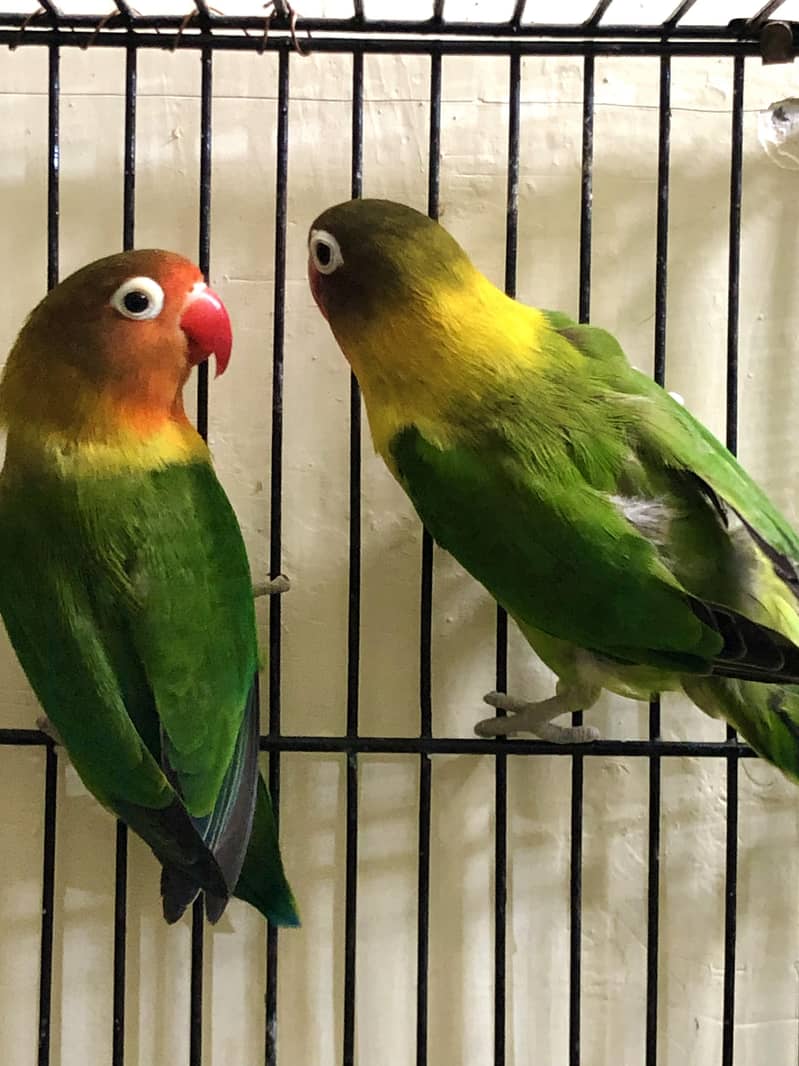 3 green fishers breeder pairs available 4