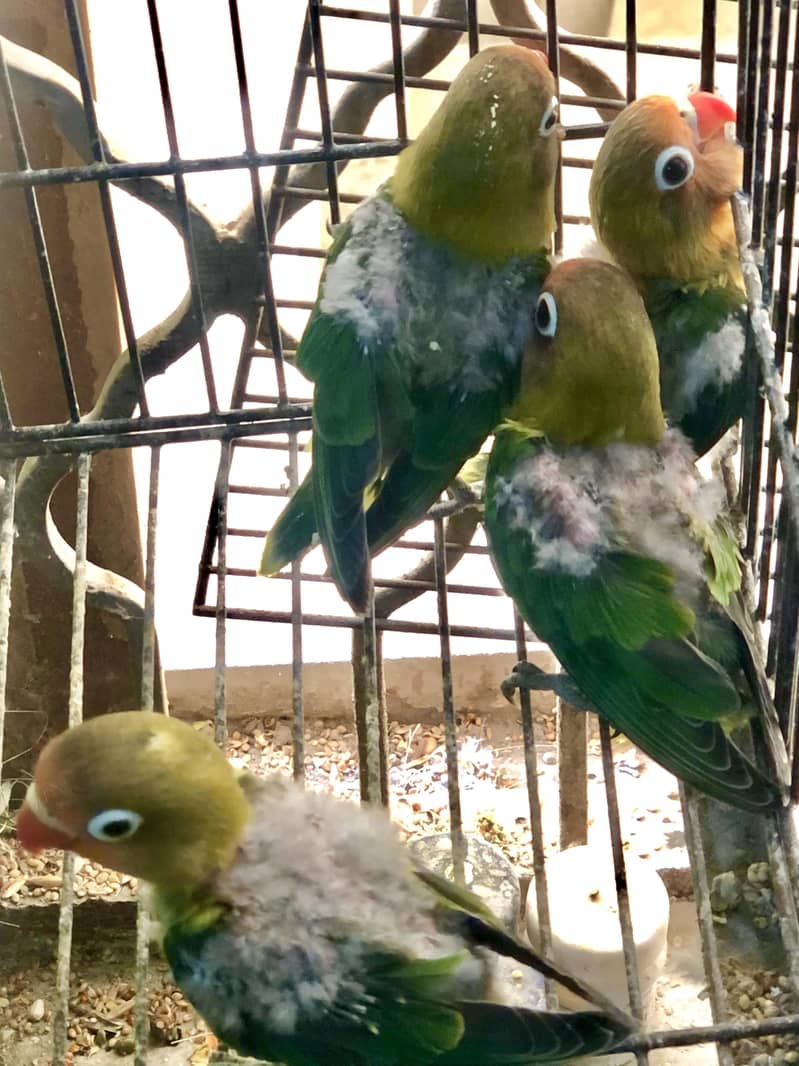 3 green fishers breeder pairs available 6