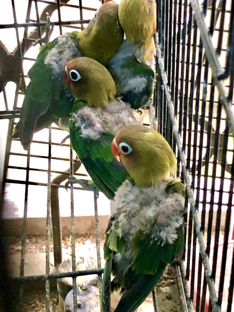 3 green fishers breeder pairs available 7