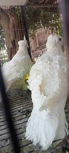 white frill back breeder pair