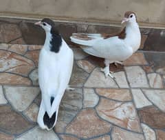 beautiful sherazi baby pigeons kabotar