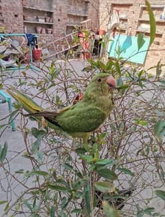 gahni Wala parrot age 4 month healthy and active