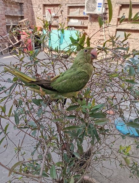 gahni Wala parrot age 4 month healthy and active 1