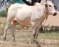 Bhal for sale duwanda 4 man hay