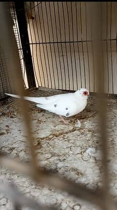 Diamond Pied Full Wash Pair with chick 0
