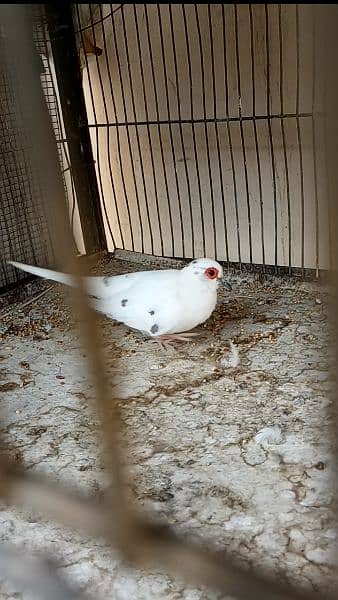 Diamond Pied Full Wash Pair with chick 4