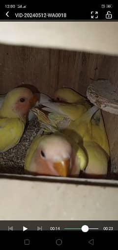breeder pair with chicks