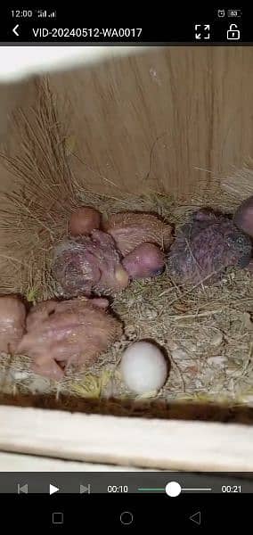 breeder pair with chicks 1