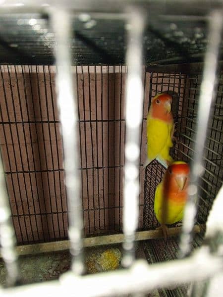breeder pair with chicks 7