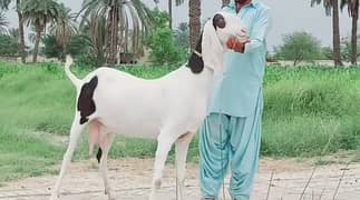 Goat for sale | qurbani bakra 03467231370