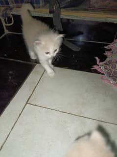 Persian kitten white color