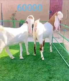 Goats for sale 03467231370