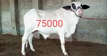 Cows for sale 03467231370