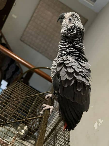 red factor African grey congo grey parrot african grey 4