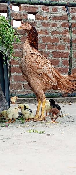 Aseel chicks 12