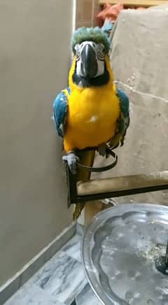 03307591382cal wathsap golden blue macw parrot arjunt for sale