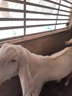 urgent goat for sale