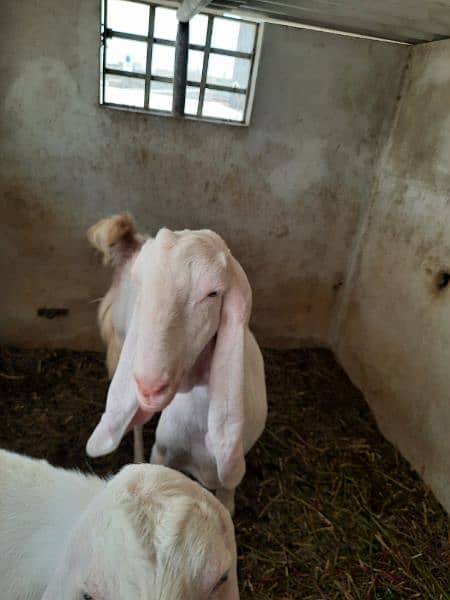 urgent goat for sale 1
